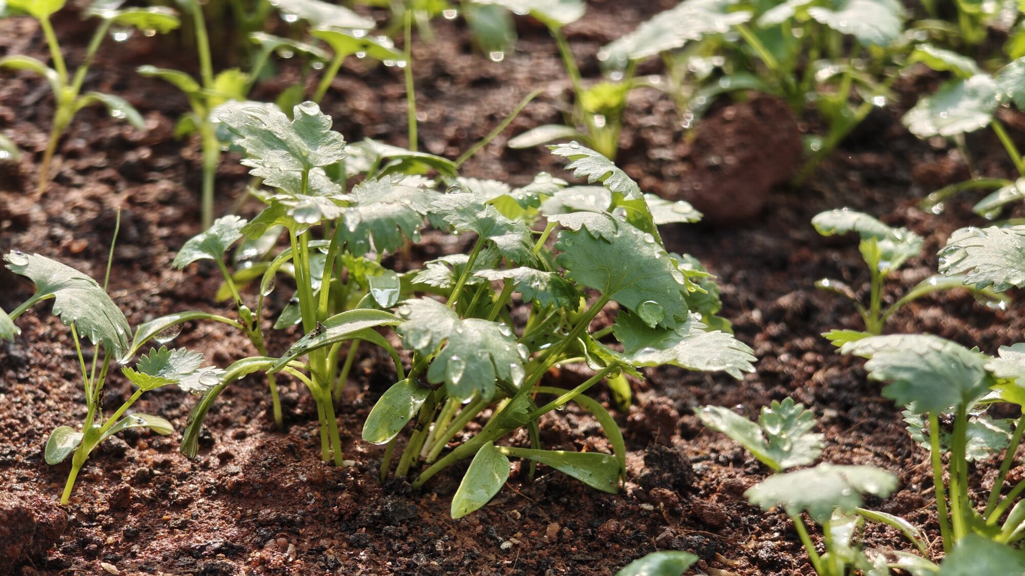 IMG 20260206 084300445