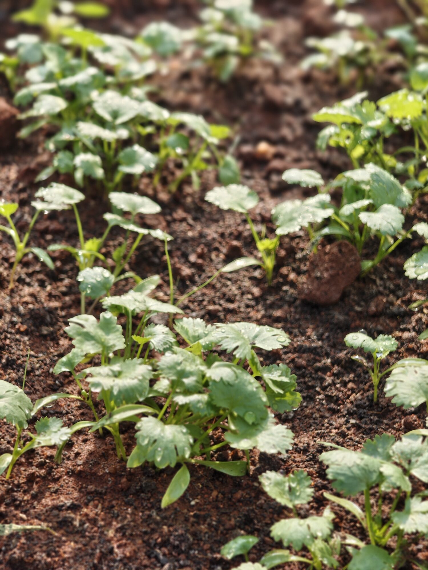 IMG 20260206 084327481