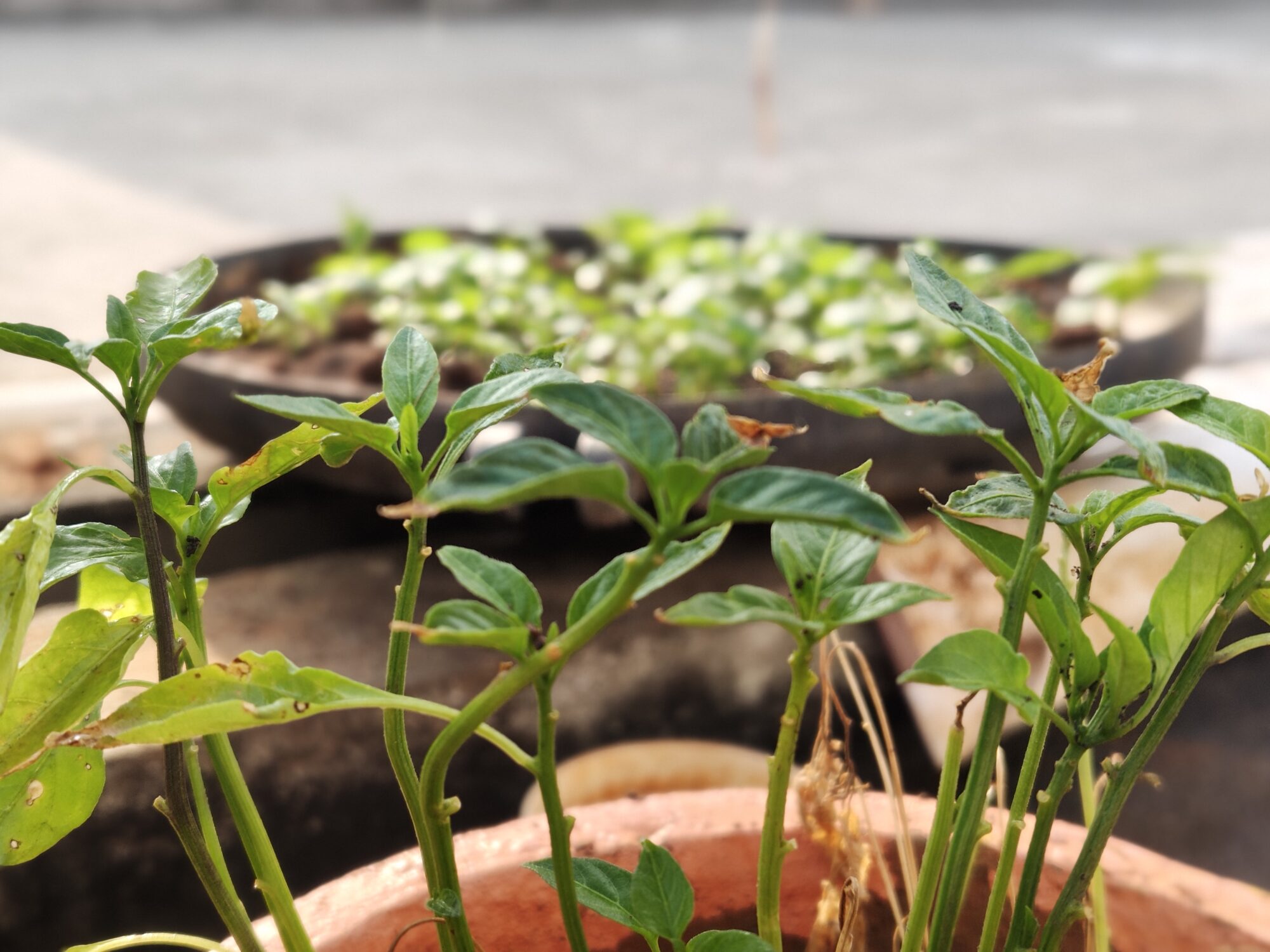 IMG 20260206 084419017