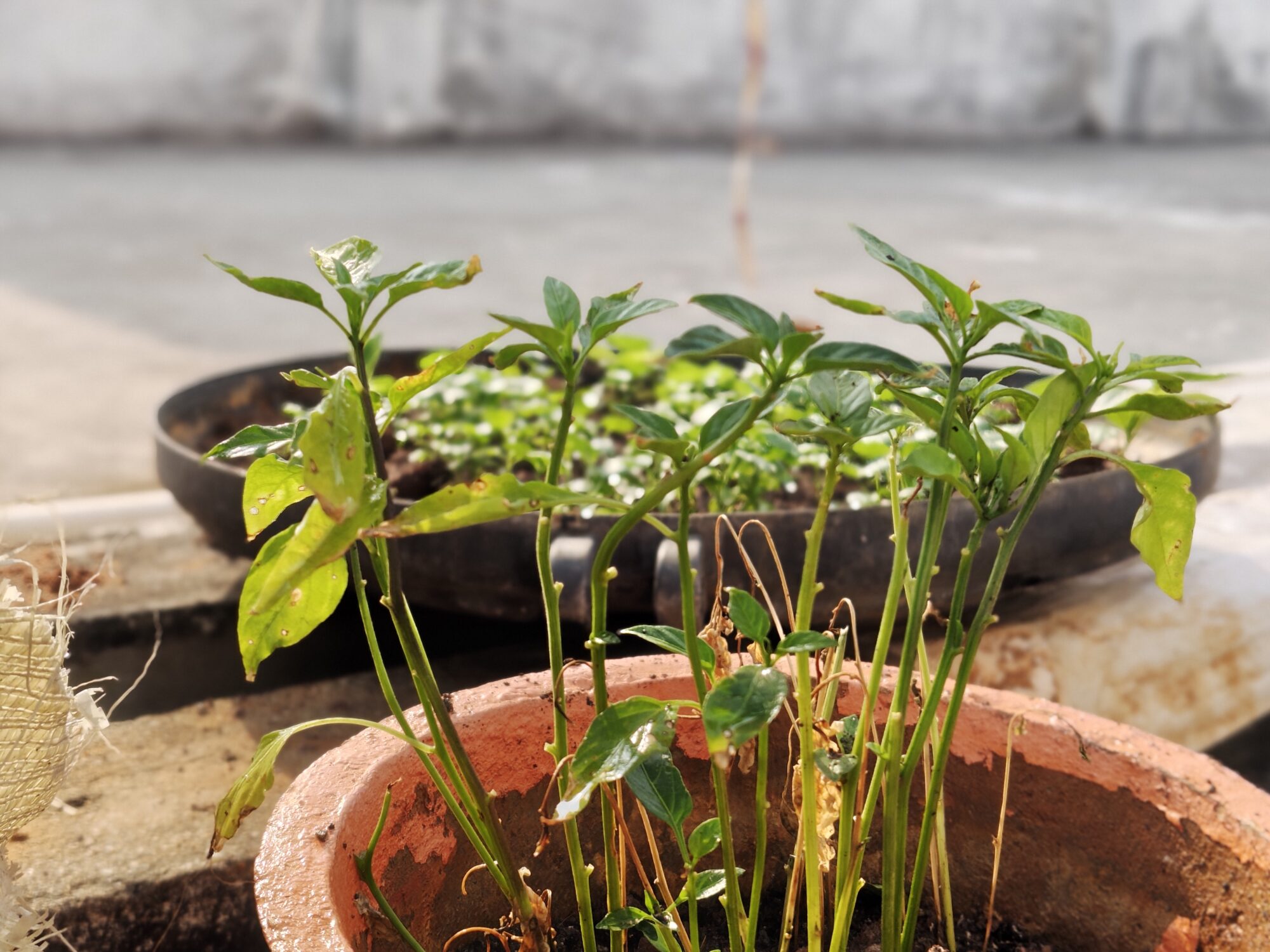 IMG 20260206 084446664