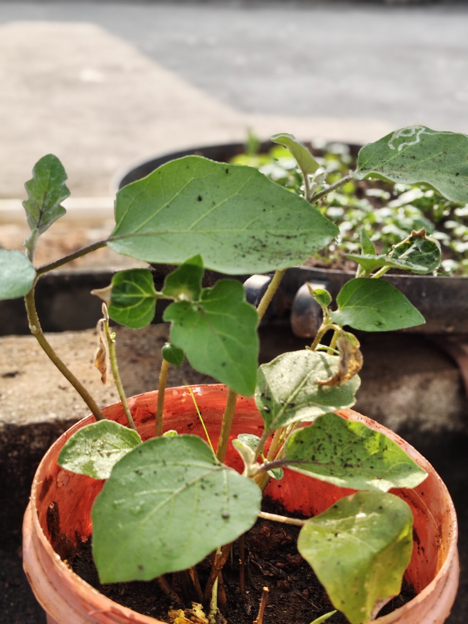 IMG 20260206 084608090