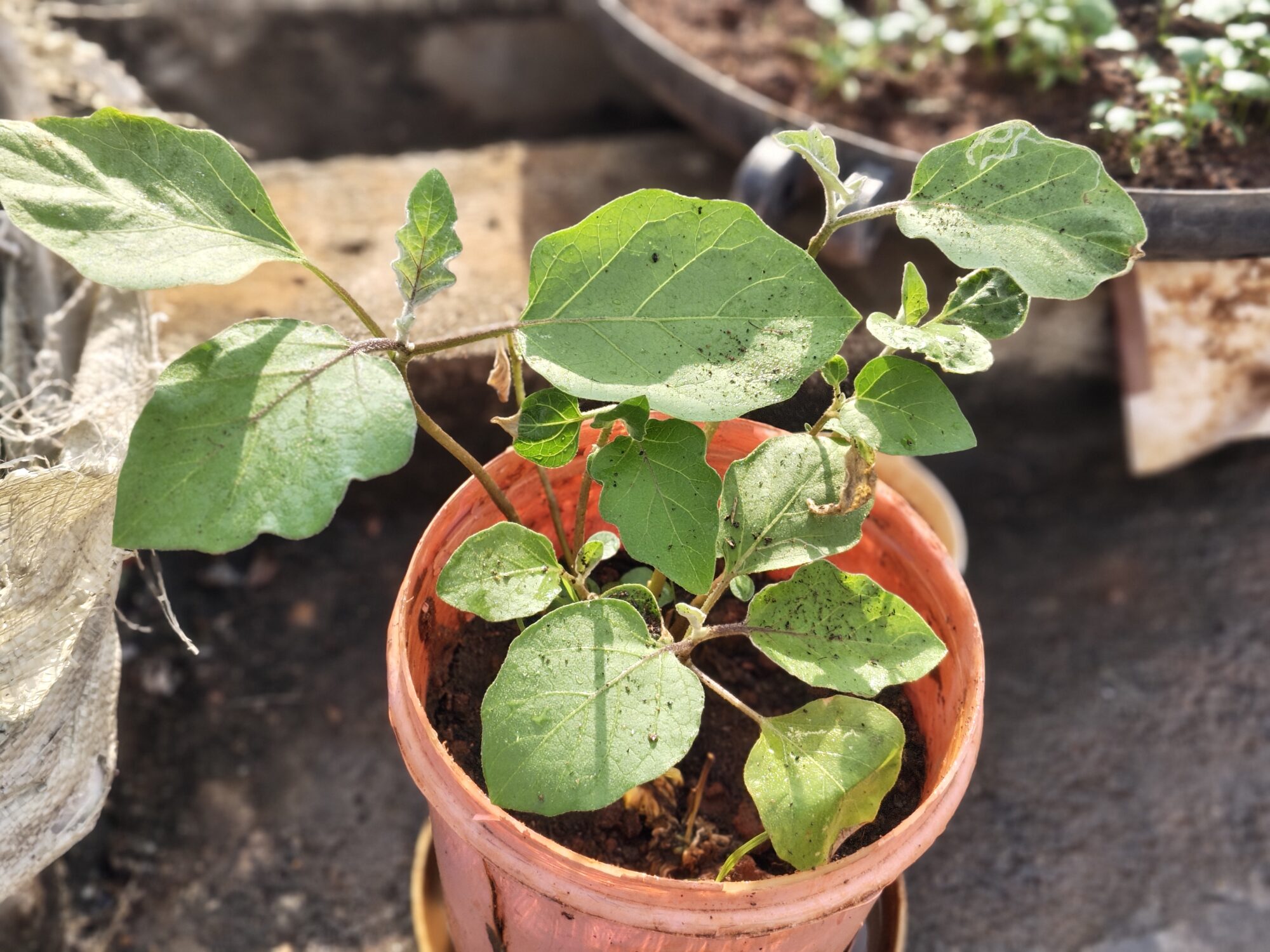 IMG 20260206 084621098