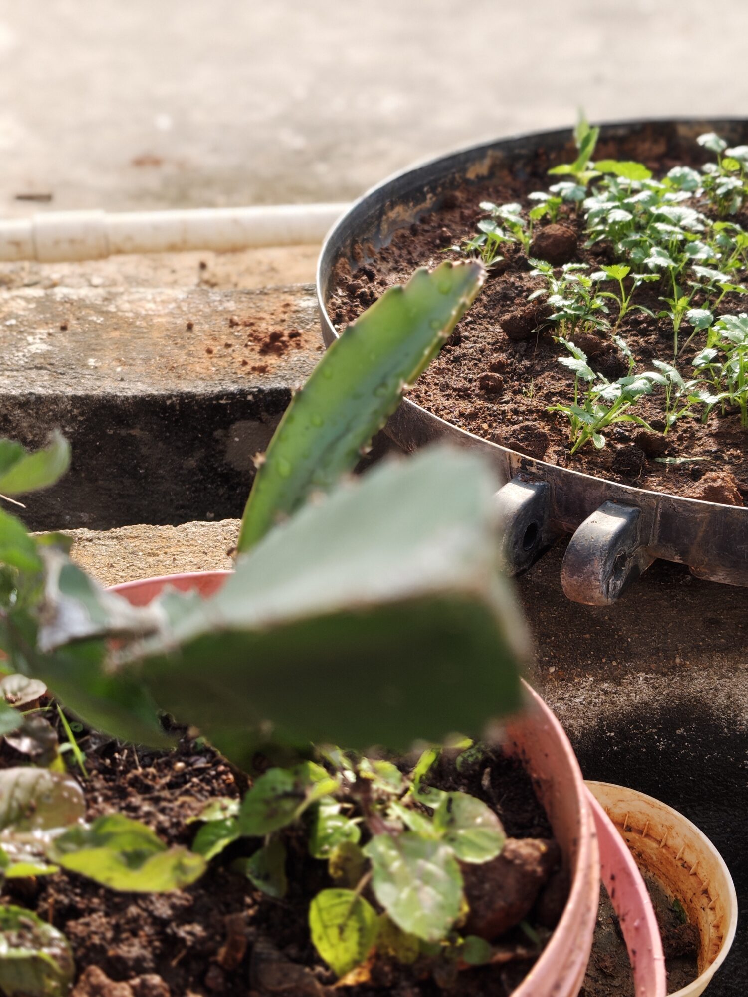 IMG 20260206 084709892