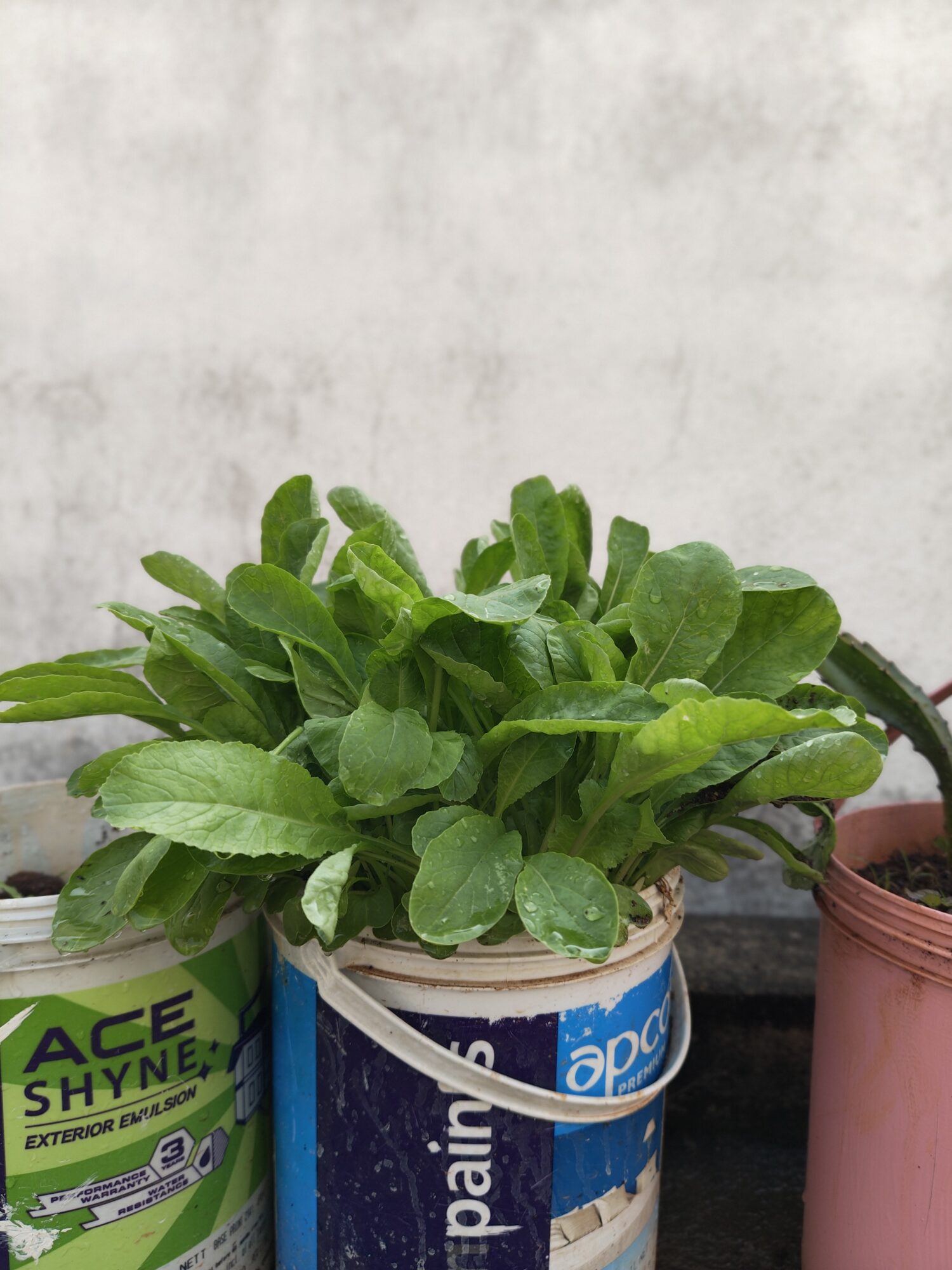 IMG 20260206 084736614