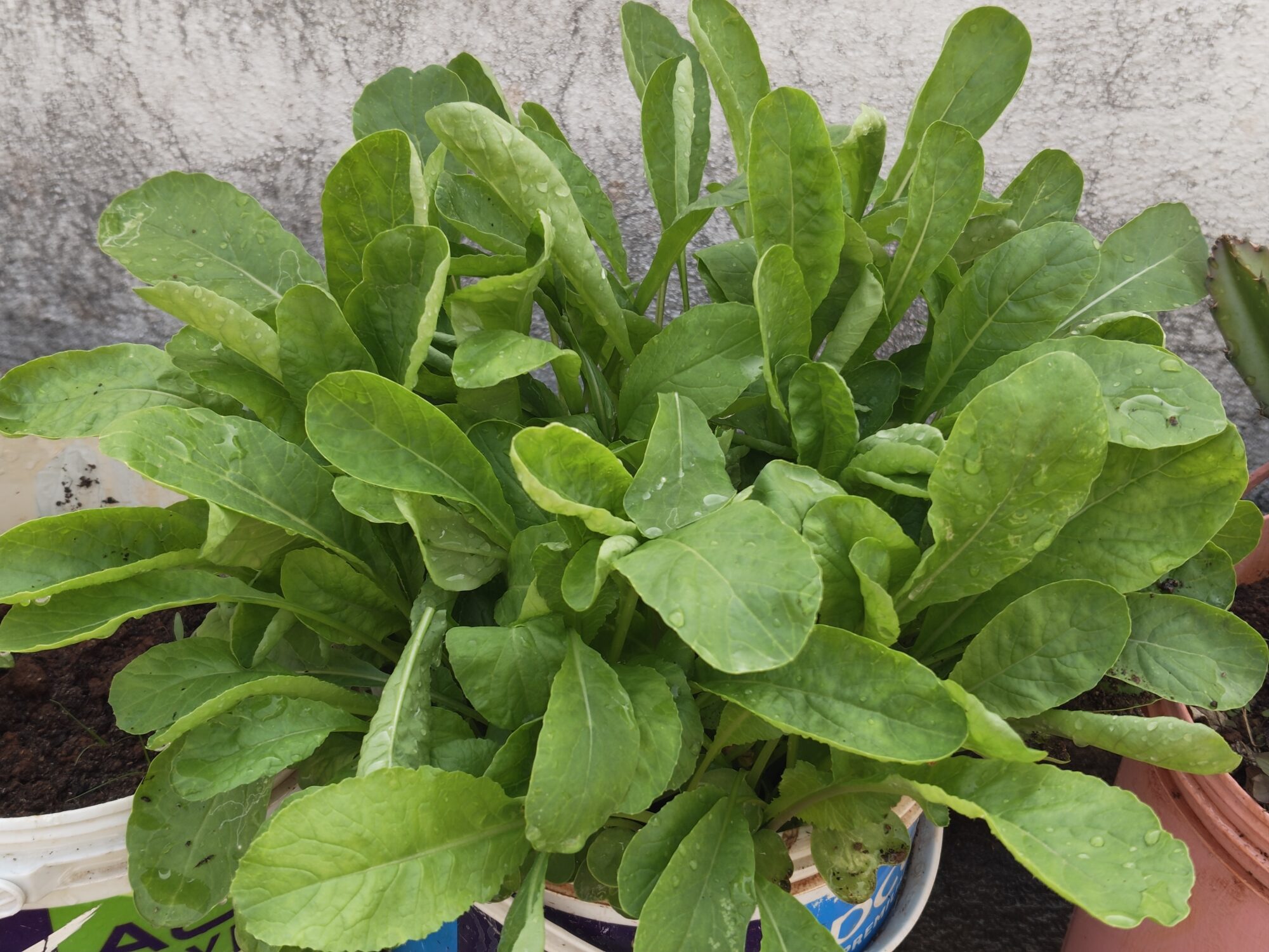 IMG 20260206 084751829