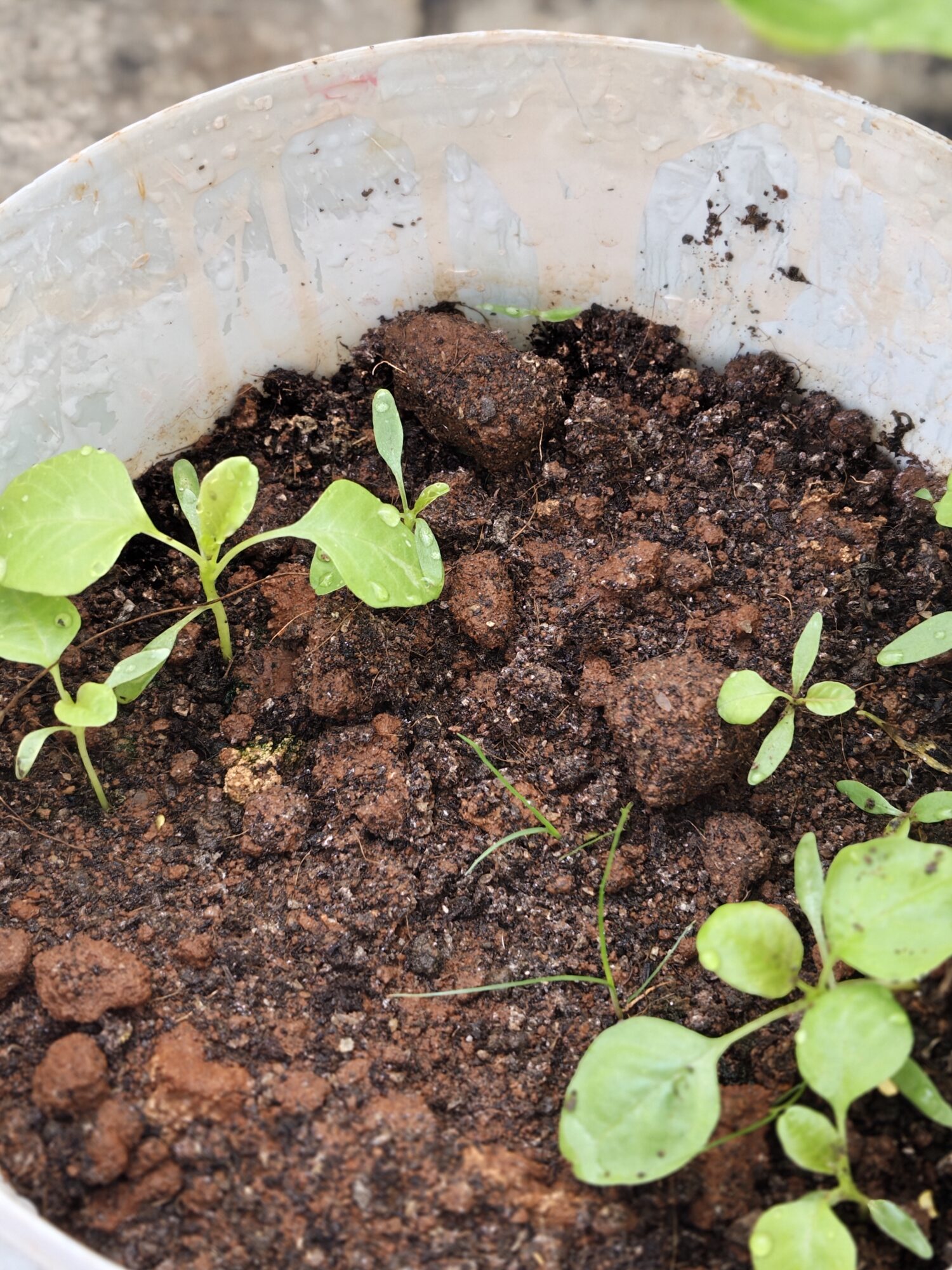 IMG 20260206 084805770