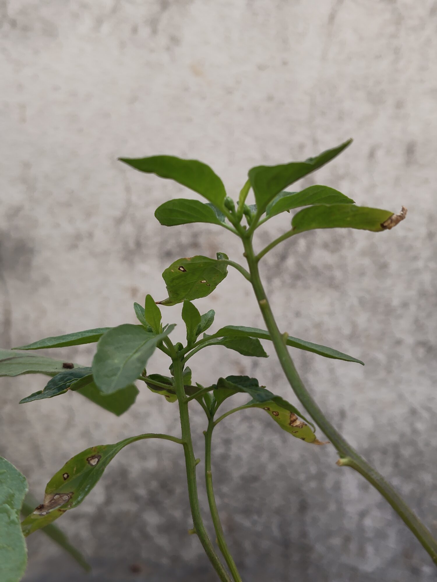 IMG 20260206 084841669