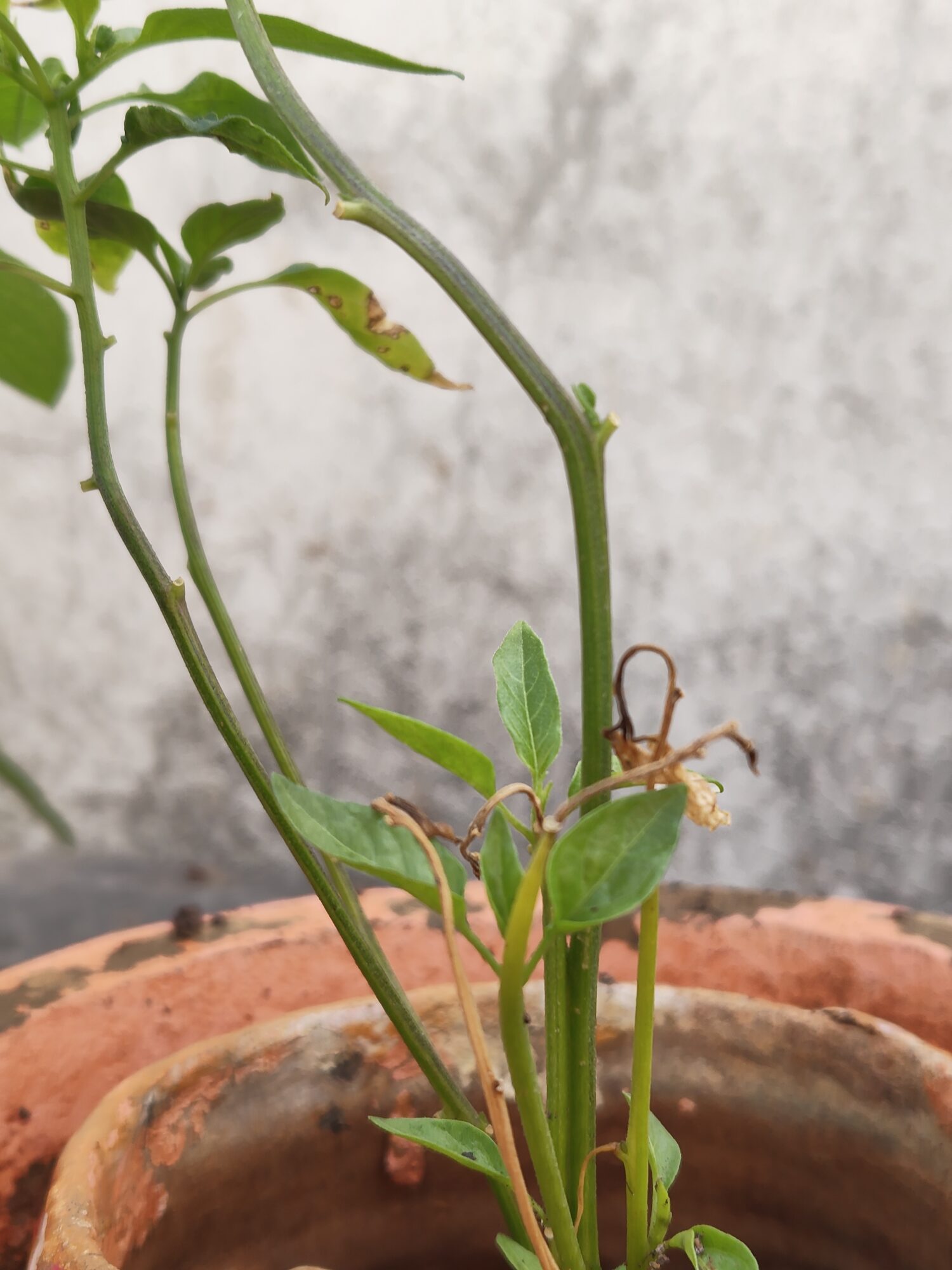 IMG 20260206 084855399