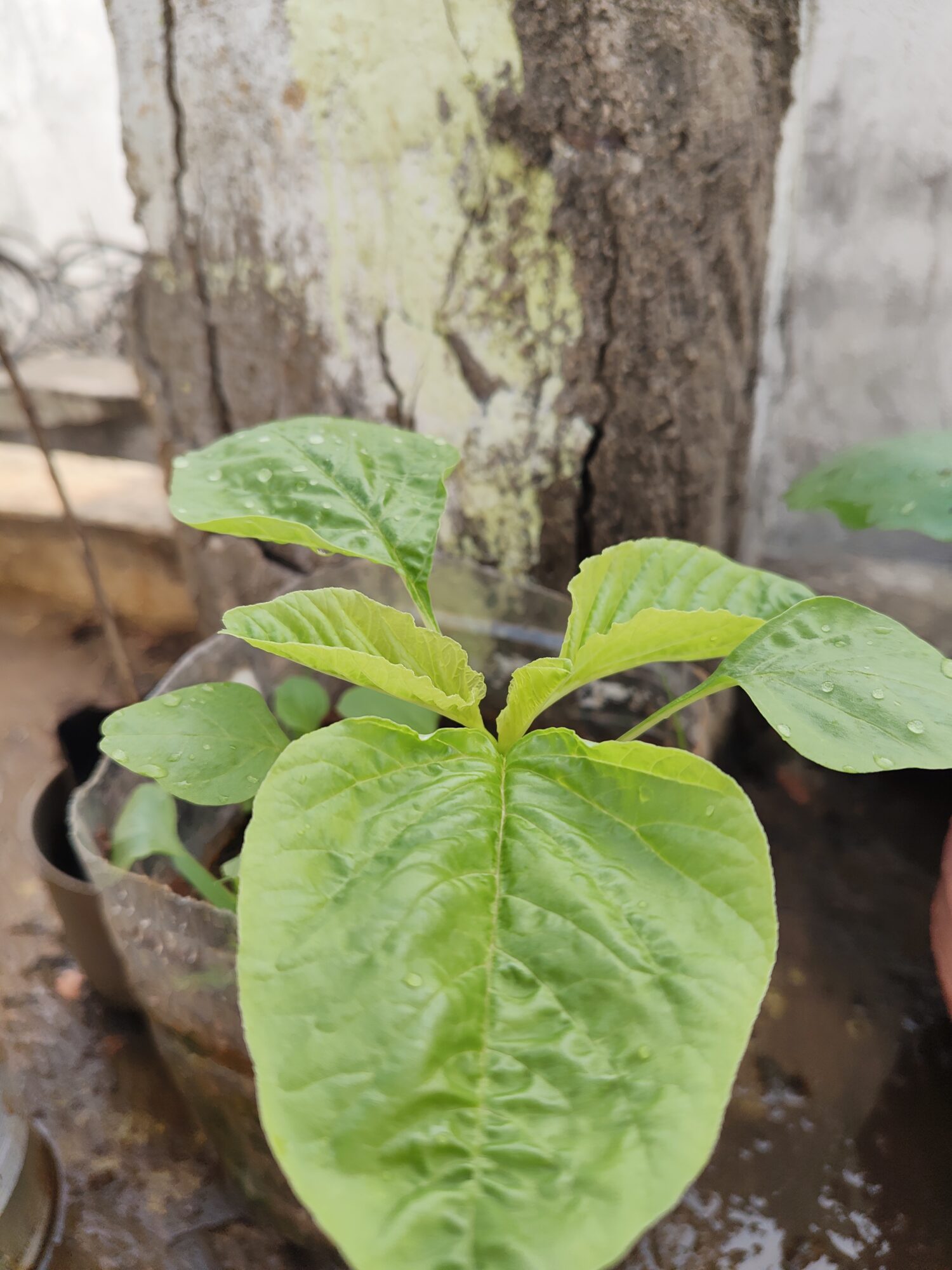 IMG 20260206 084924905