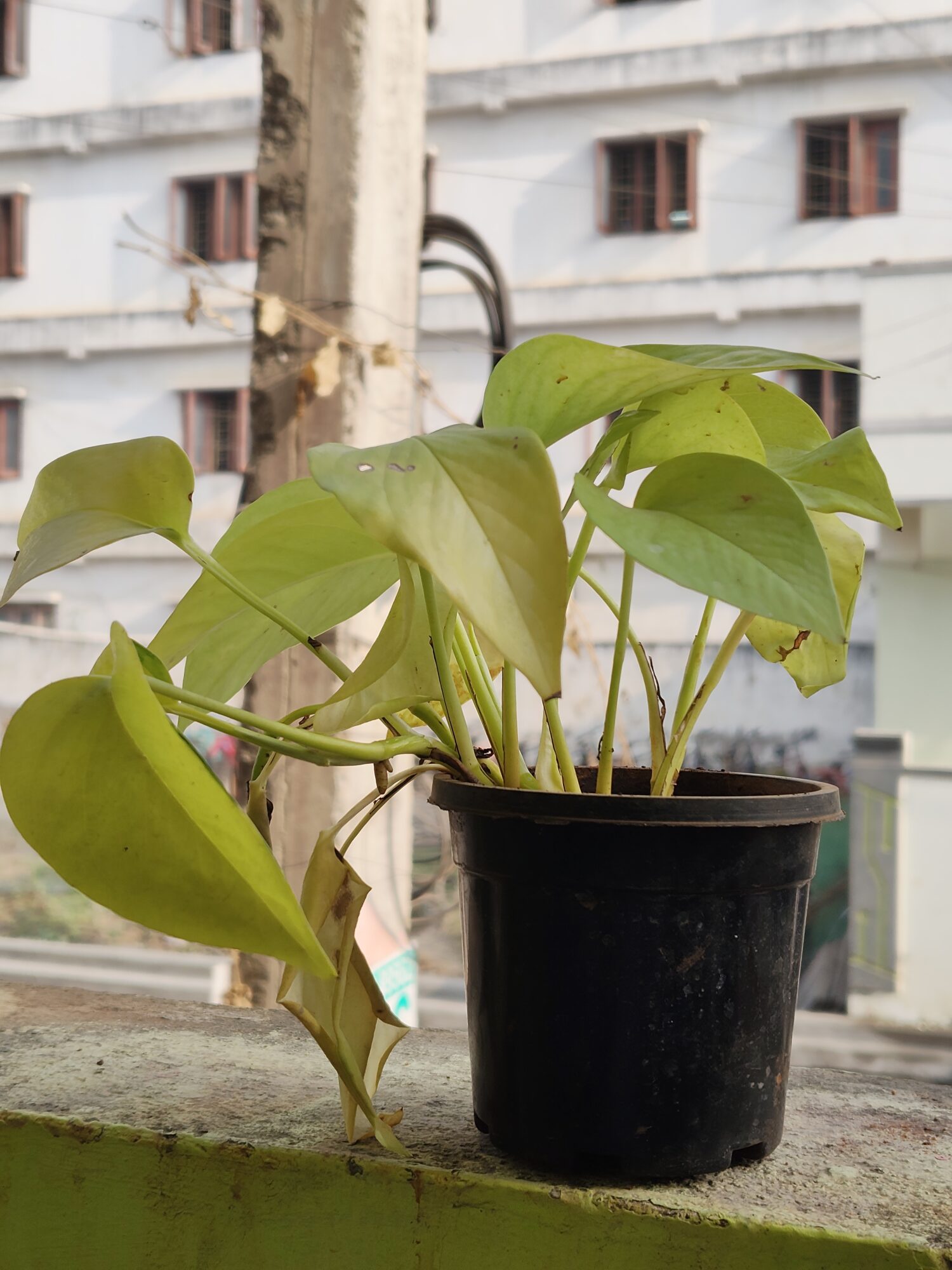 IMG 20260206 085251195